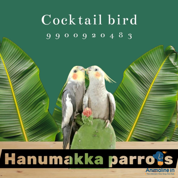 6monts cocktail bird